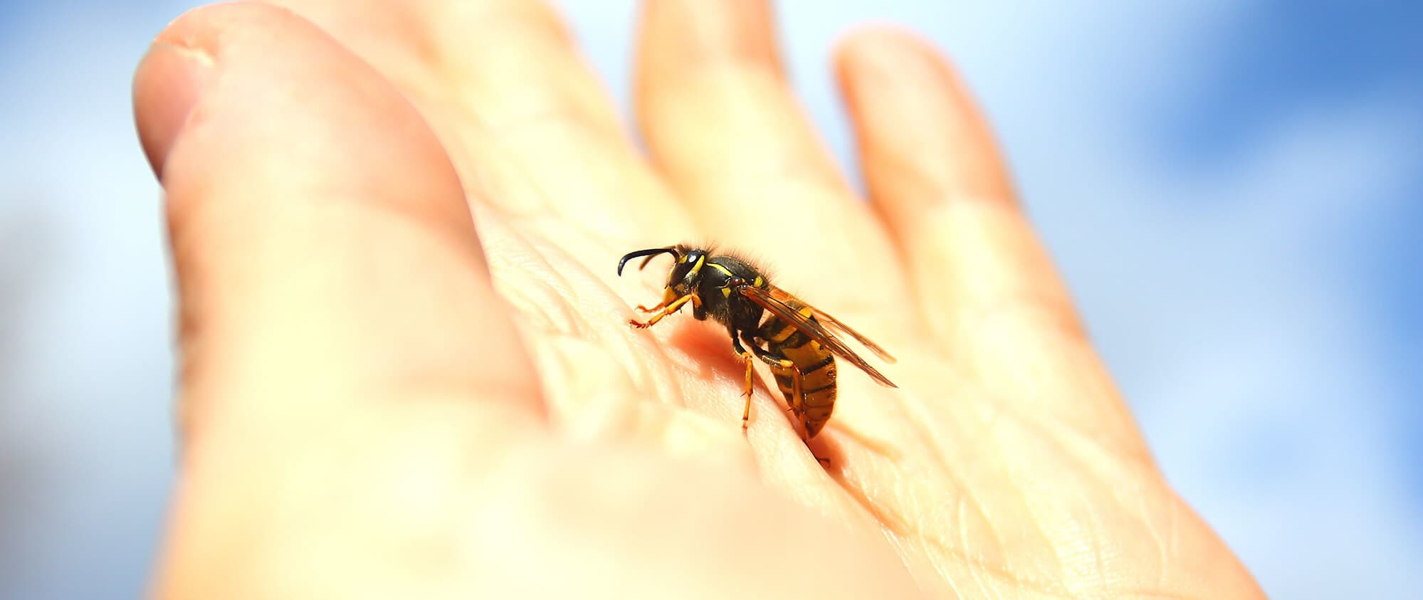 Piqûres d’abeilles, de frelons et de bourdons : que faire ?